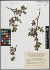 Foto von Salix arctica Pall.